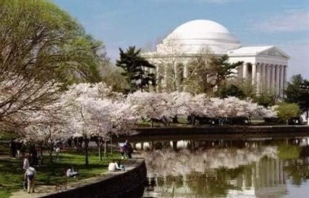 Yoshino Flowering Cherry Tree - Live Plant - 6-12" Tall Seedling - 3" Pot - Ships Potted
