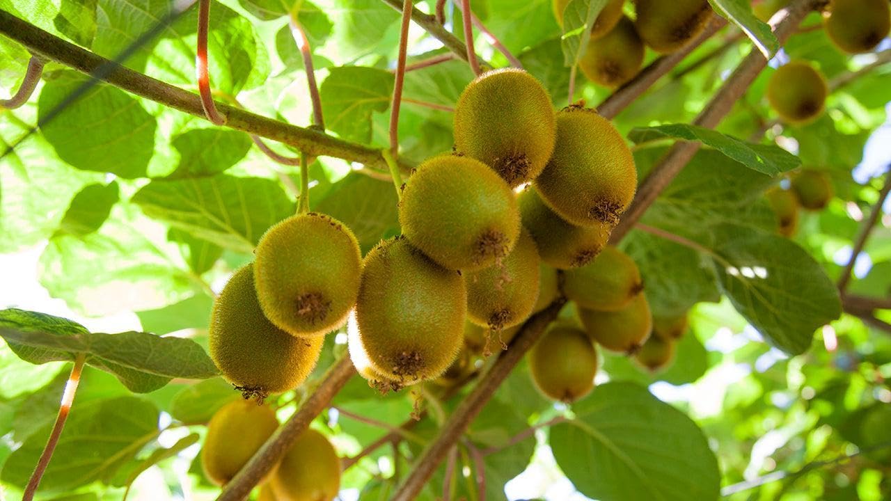 Hardy Kiwi Vine Live 1 Gallon Pot 20 Inches Tall Cold Hardy Fruit Vine Smooth Edible Skin Climbing Plant for Trellis Garden Zones 4 to 8