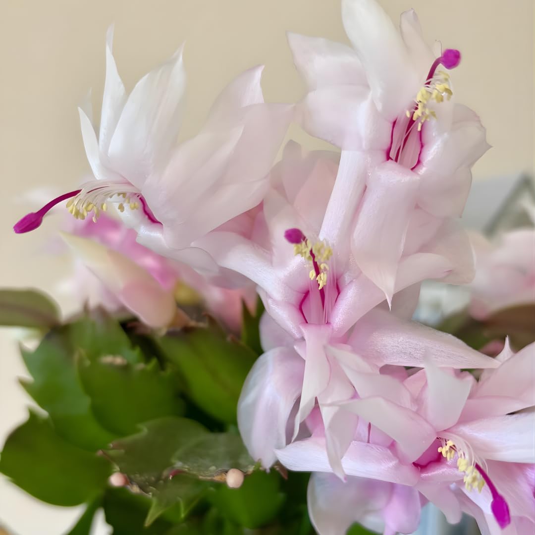 Random Christmas Cactus Plants Live in 4 Inch Pot | Unique Christmas Cactus Live Plants | Low-Maintenance Indoor Houseplant | Great Holiday Gift for Plant Lovers | Random Color