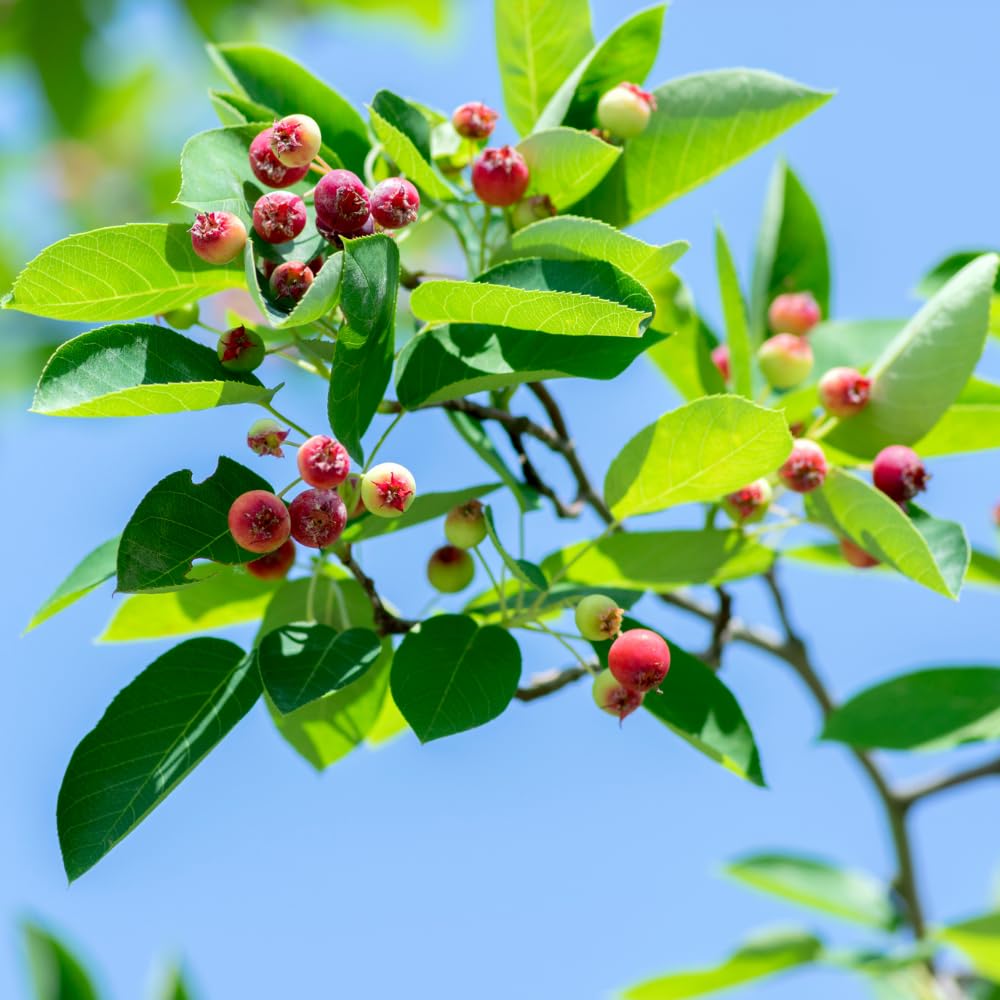 Serviceberry Tree Live Plant, Serviceberry Plant, 4-8 Inc Tall, Edible Juneberry Plants for Indoor Outdoor Growing