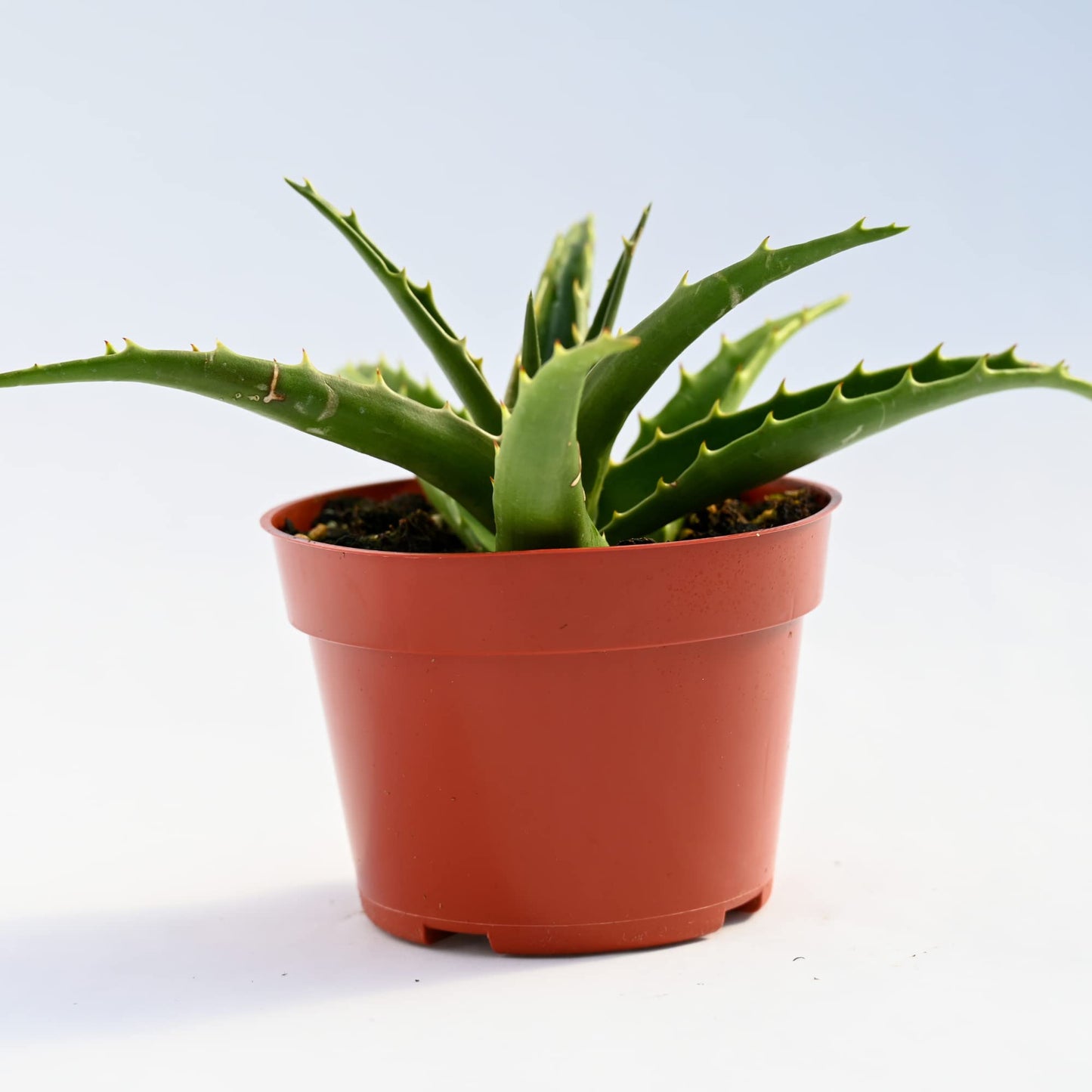 Live Aloe Succulent Plant – Fully Rooted Large 4-Inch Aloe Succulent (Aloe Morning Dew)