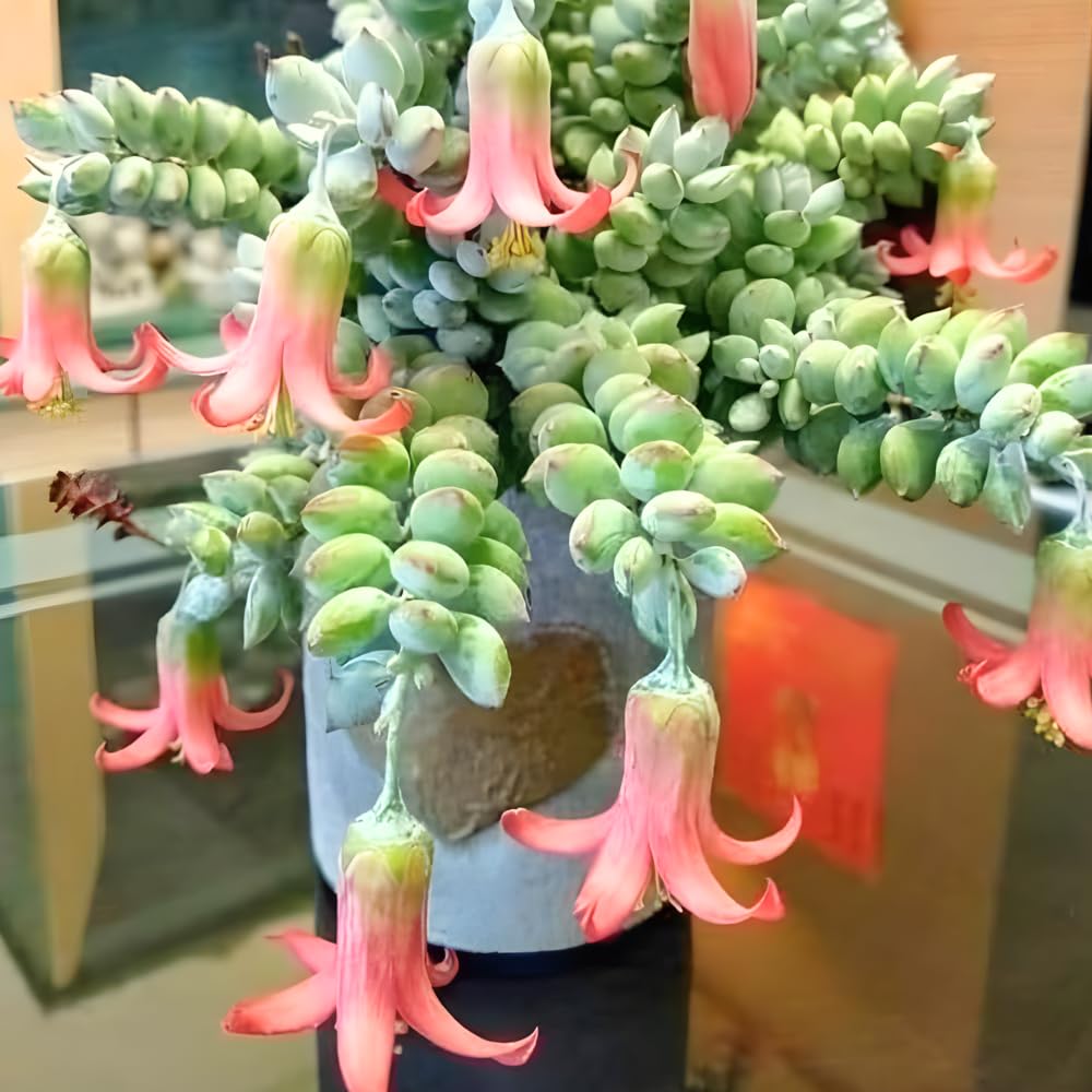 Cotyledon Pendens Succulent Plant Live – 6 Inc Pot | Indoor Trailing Houseplant | Well Rooted Easy to Care