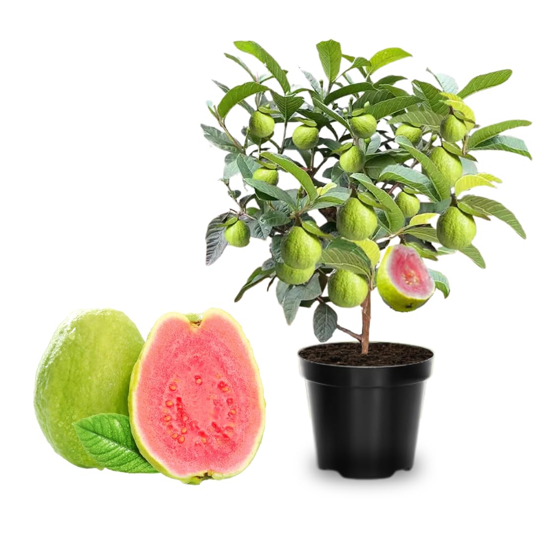 Big Pink Guava Tree Grafted Live Plant, 1-2 Feet Tall in Pot, Well Rooted, Ready to Bear Fruit Within 1 Year