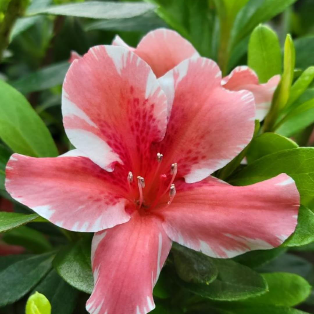 Live Dogwood Bicolor Azalea Plant, Cold Hardy Azalea Plant, Reblooming Flowering Azalea Shrub, Rhododendron Like, Azalea Bush for Outdoor Gardening