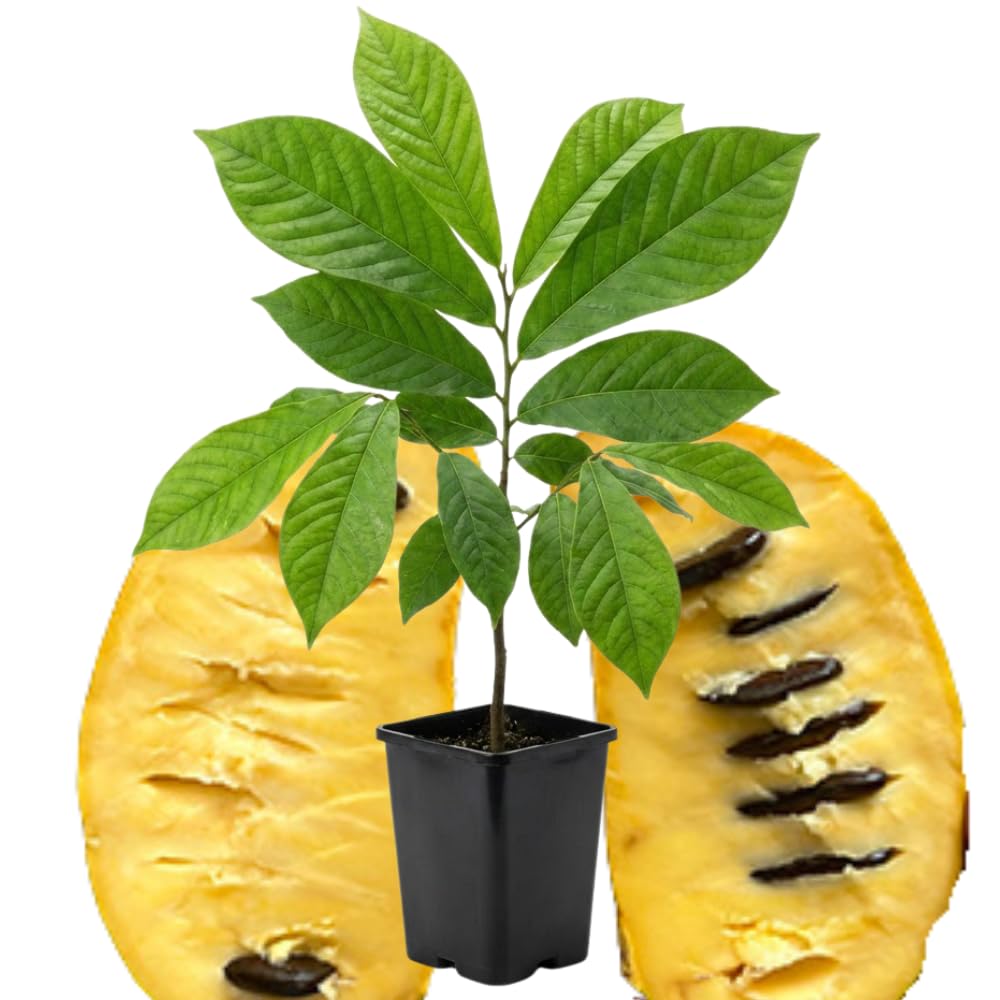 1 Year Old Paw Paw Plant No Pot, Indian Banana Pawpaw Tree Live Plant, Winter Dormant, 6 to 13 Inc Tall