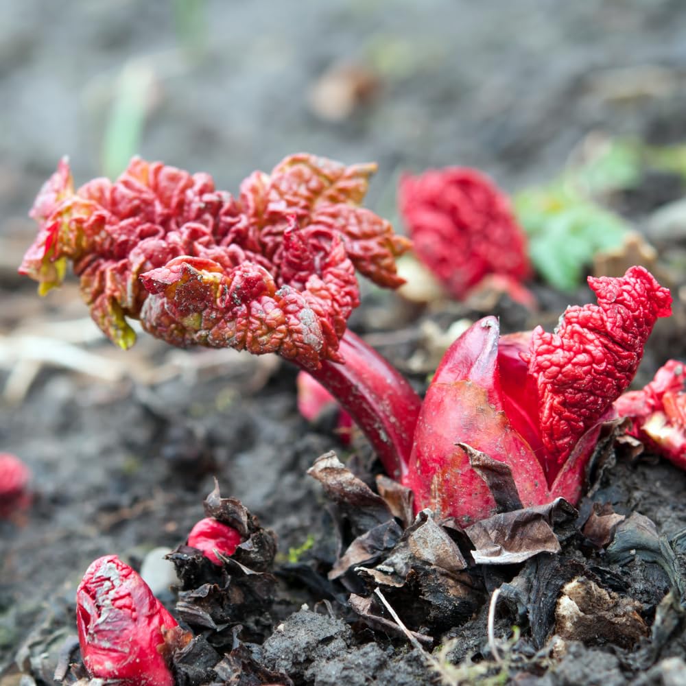 5 Rhubarb Plants Root for Planting, Red Rhubarb Plant Roots, Size 3 to 6 Inch, Perennial Hardy Vegetable Plants for Planting Outdoors