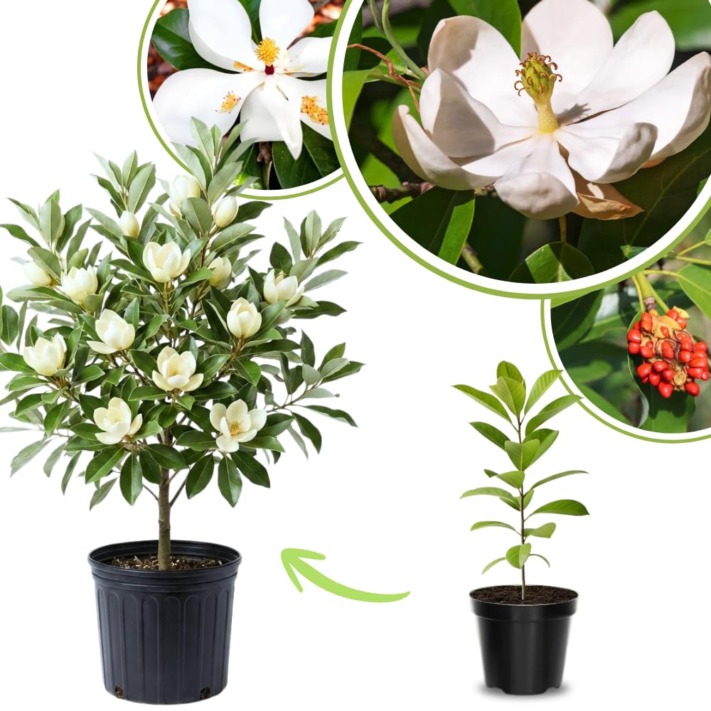 Magnolia Plant Live 6 to 12 Inches Tall, in 2.5 Inches Pot, Magnolia Tree Live Plant, Fragrant Magnolia Flowers (Sweetbay Magnolia)