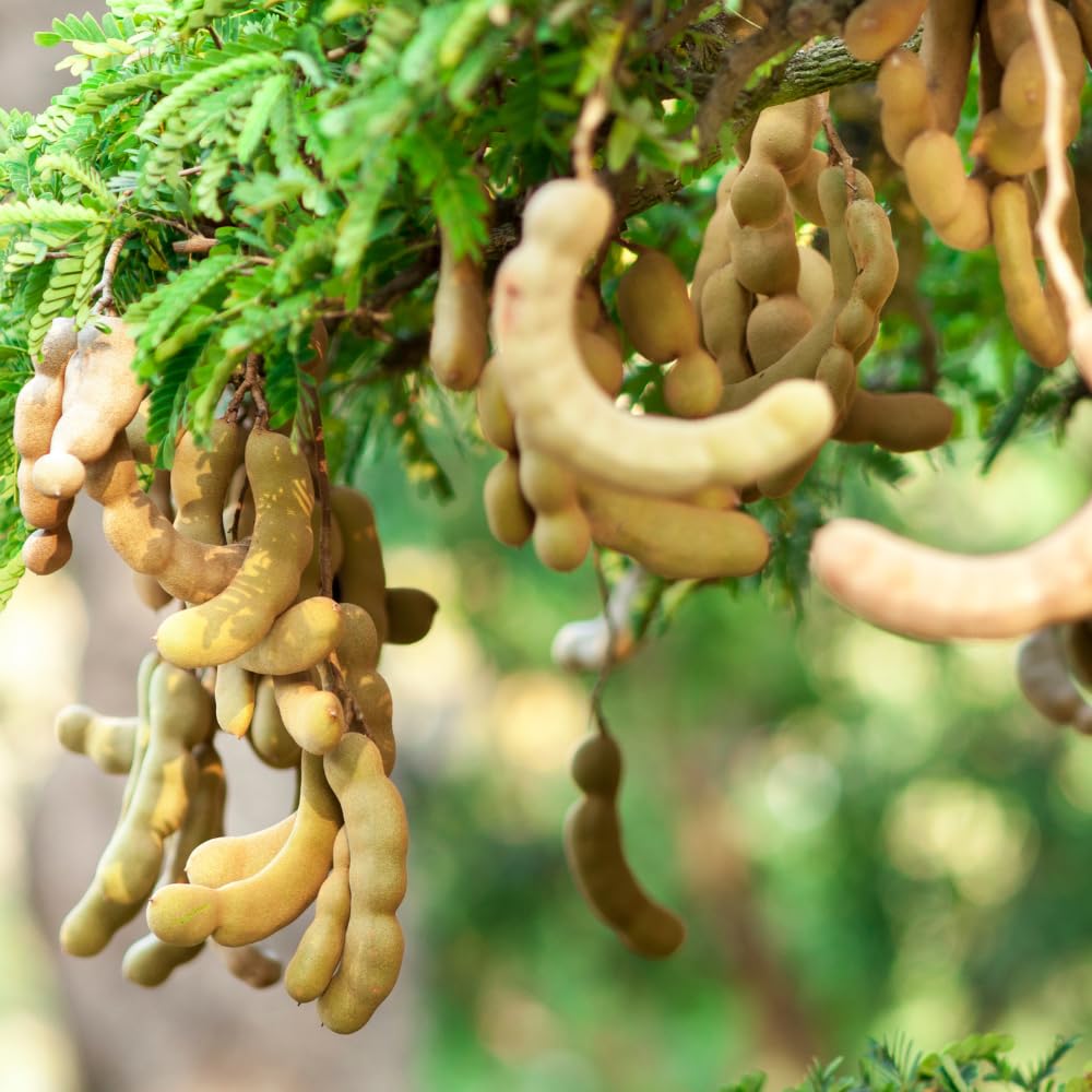 Sweet Tamarind Plant Live, Tamarind Tree, Perennial Tamarinds Fruit Tree, Fragrant and Edible Fruit for Planting, Well Rooted 2-3 Feet Tall in One Gallon Pot