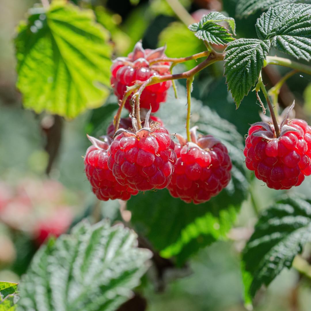 Live Red Raspberry Plant, Sweet Berries Plant, 3 Inch Pot, Ready for Planting