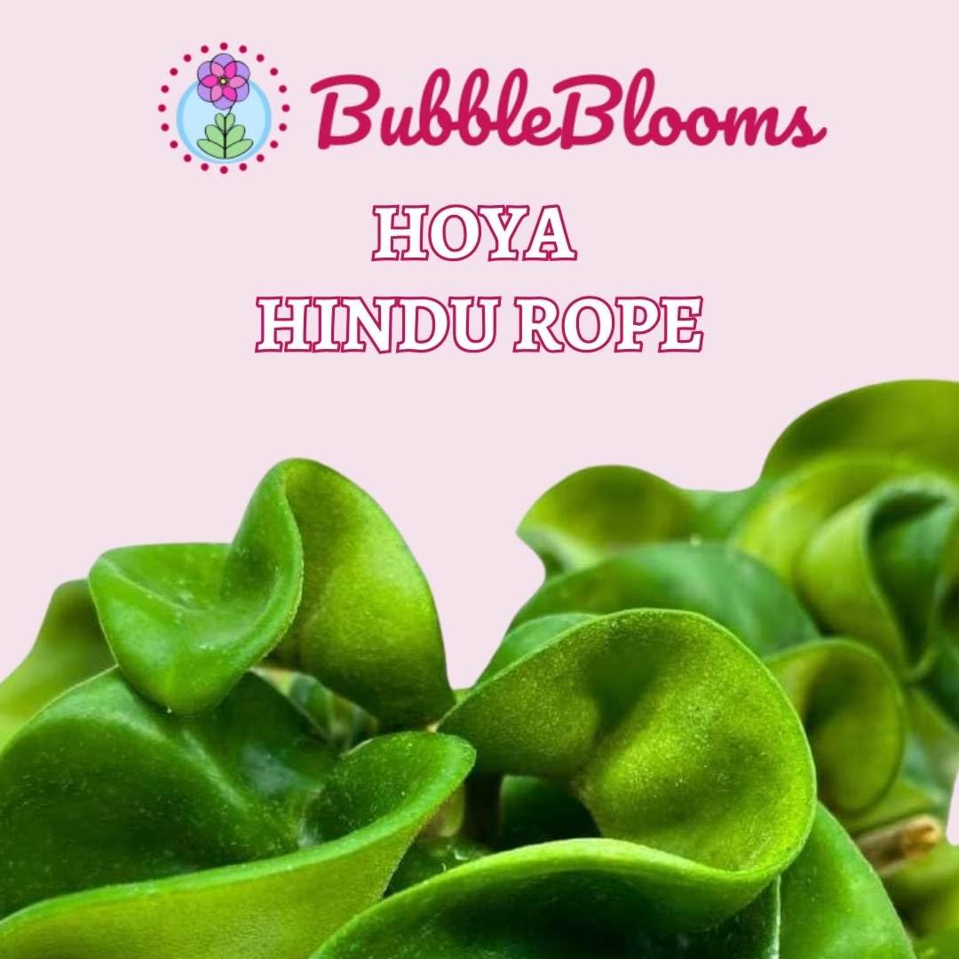 BubbleBlooms Hoya Green Hindu Rope 2 inch Set of 3 Crinkle Wax Plant Porcelain Flower Tiny Mini Pixie Plants