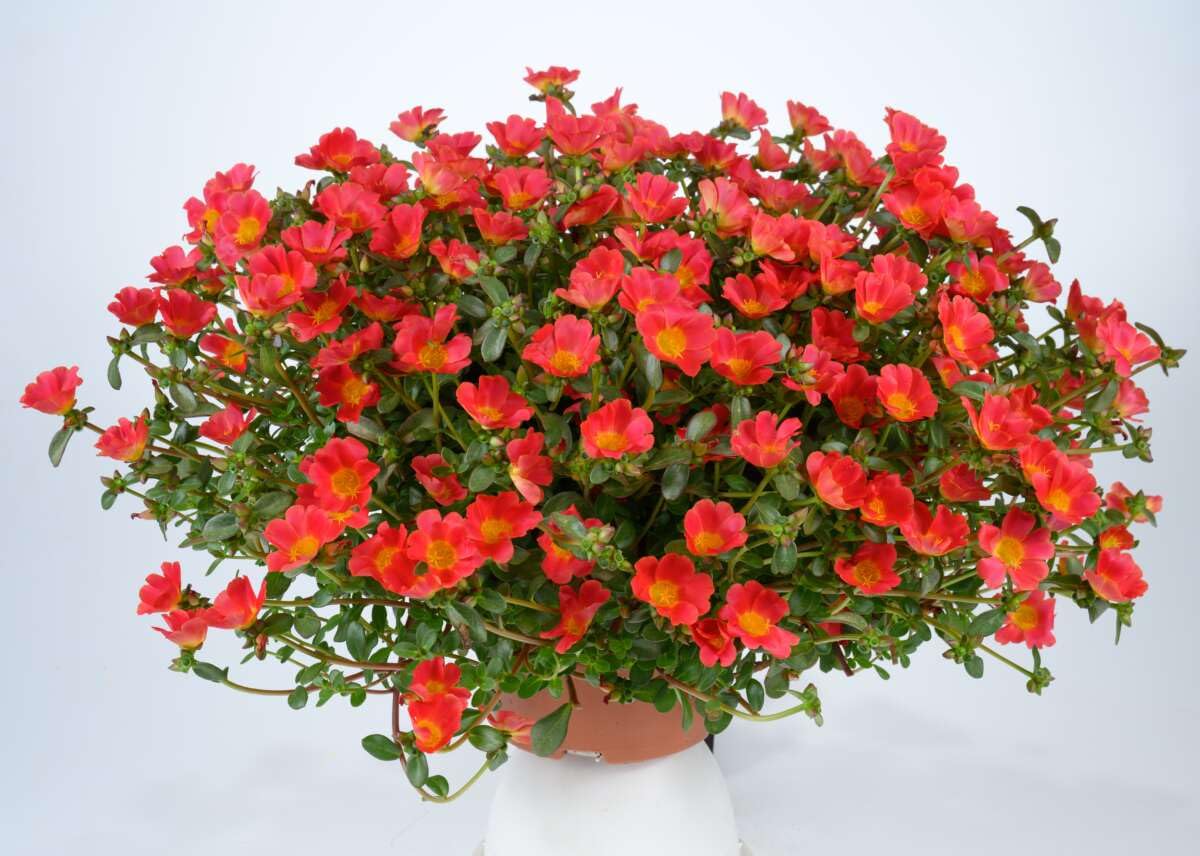 Red Flare Portulaca Live Plants | Pack of 2 (Two) | 5-9" Tall | Moss Rose Purslane | Drought Tolerant Trailing Succulent for Hanging Baskets & Rock Gardens | Intense Scarlet Blooms