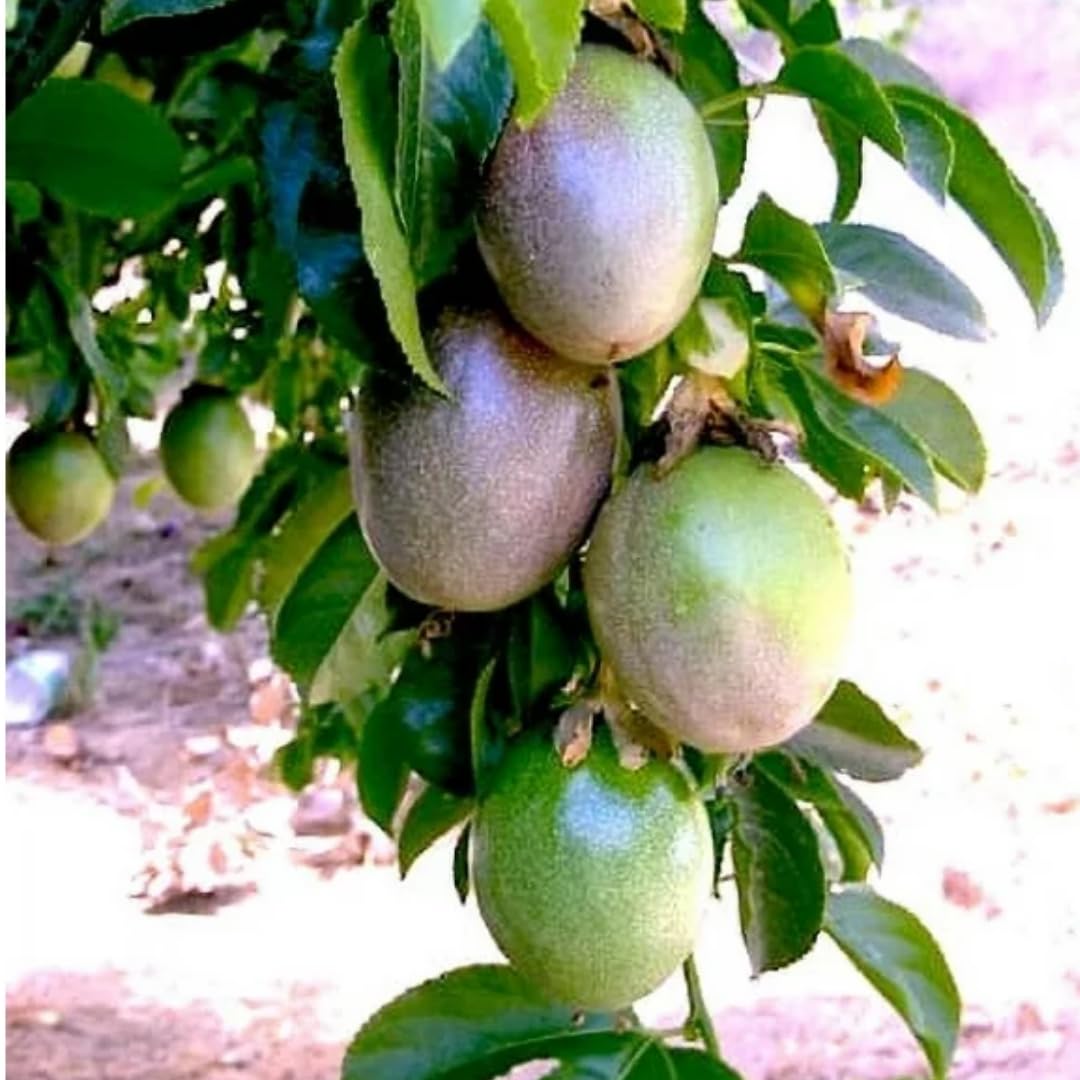 2 Passion Fruit Plant, Passion Fruit Tree, Purple Passion Fruit - Purple