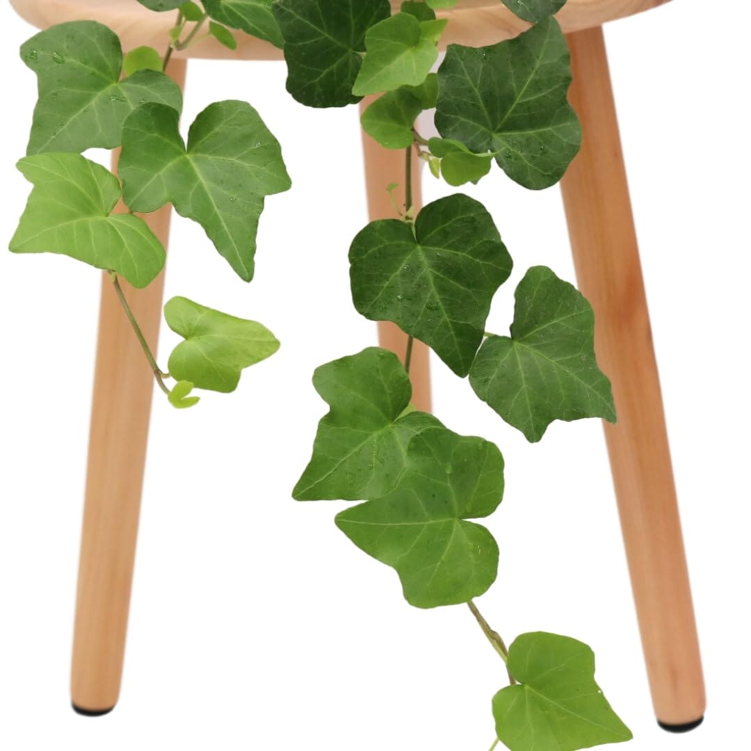 American Plant Exchange English Ivy – Live 6-Inch Potted Trailing Vine, Low-Maintenance Air-Purifying Houseplant for Hanging Baskets, Shelves & Indoor Home or Office Décor