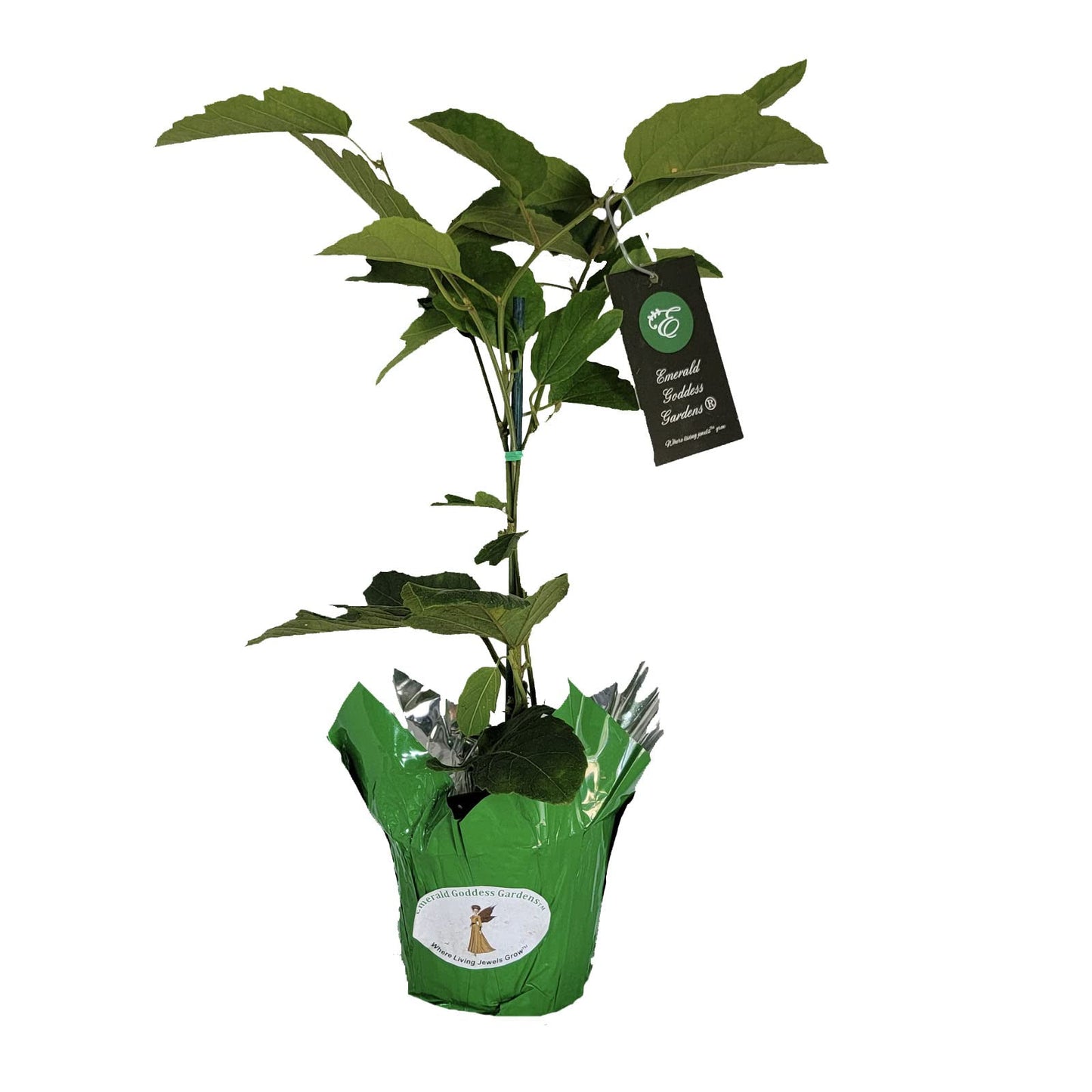 Scarlet Flame - Passion Flower Vine - Passiflora coccinea Hybrid - Live Plant Starter - Large Red Bloom - 10-14 Inches Tall - 4 Inch Pot