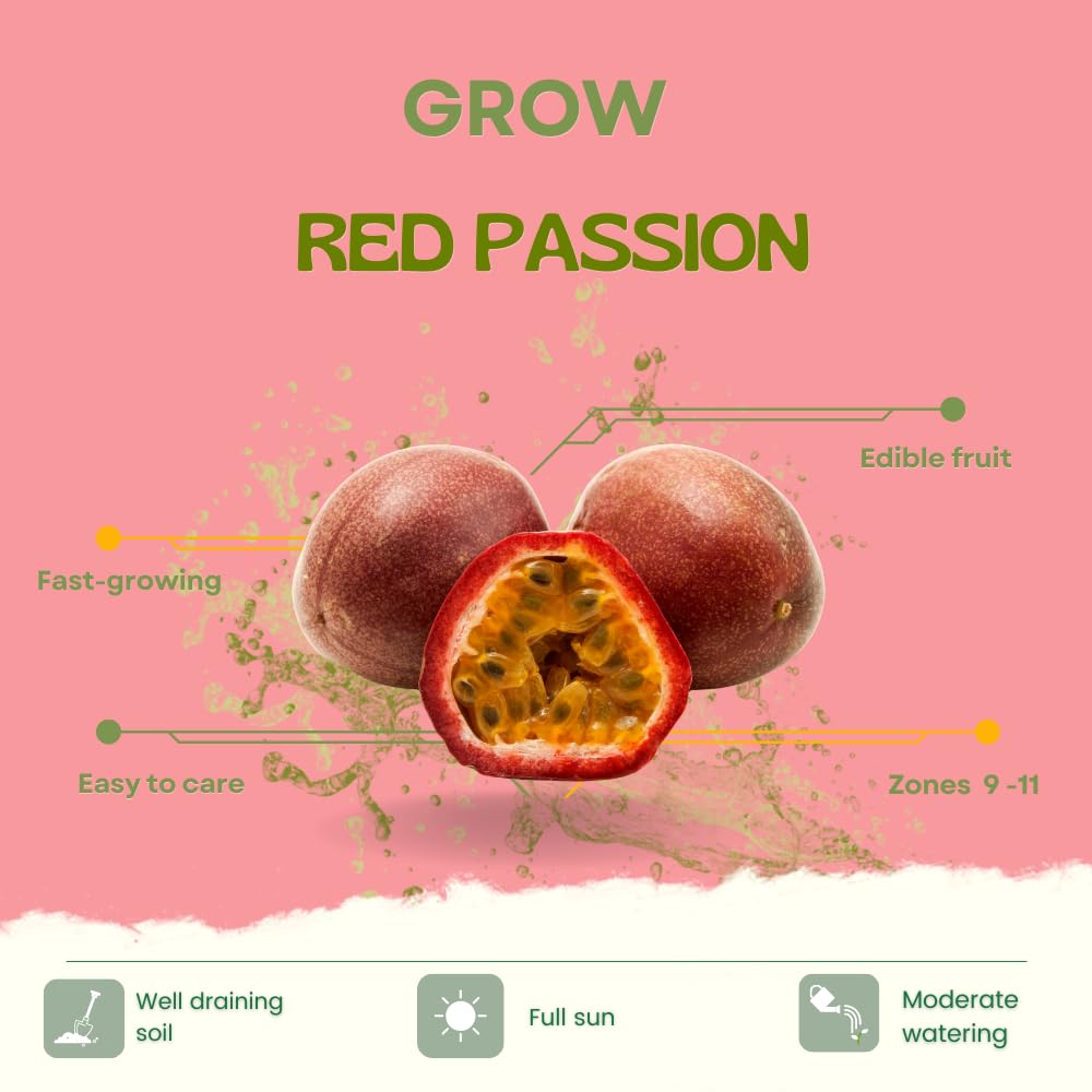 Passion Fruit Live Plant, Live Passionfruit Plant Vine, 4-6'' Tall, Red Passion Fruit Tree Live Plant for Outdoor Planting, Ready to Grow, Cold Hardy