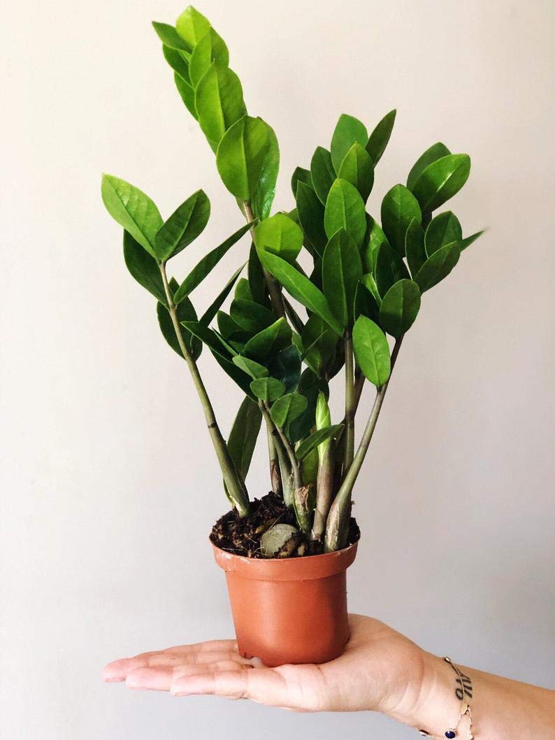 ZZ Plant - Live Plant in a 4 Inch Pot - Zamioculcas Zamiifolia - Beautiful Easy to Grow Air Purifying Indoor Plant