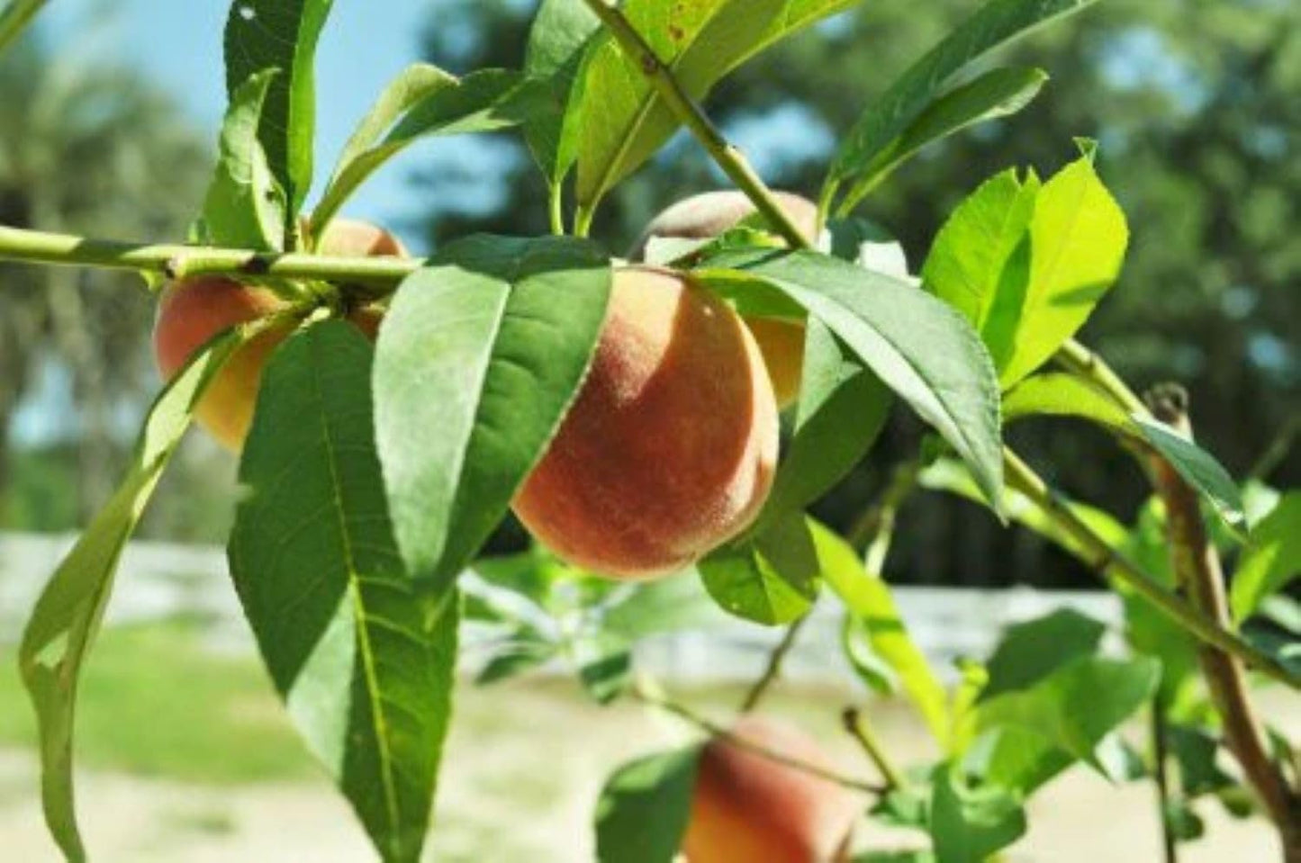American Plant Exchange Peach Tree 'Belle of Georgia' – 5-Gallon Pot – Live Fruit-Bearing Tree, Cold-Hardy, Sweet & Juicy White Peach Harvest for Home Orchards, Gardens & Edible Landscapes