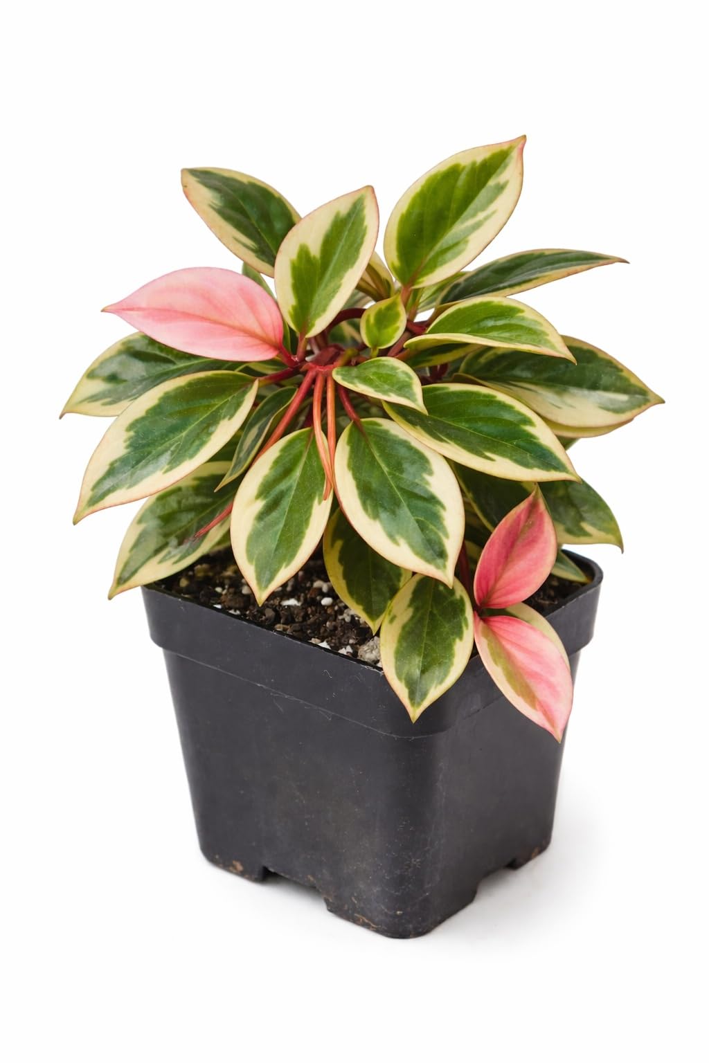 Hoya ‘Crimson Princess’ Live Plant – 2 Inch Starter Pot – Variegated Wax Plant with Pink New Growth – Easy Care Indoor Houseplant