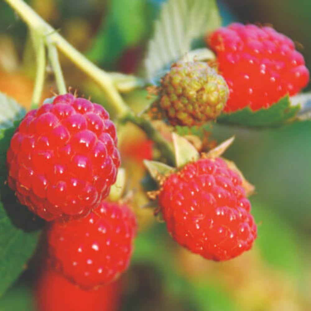 2 Red Thornless Raspberry Plants Live, Sweet Raspberry Bush Shrub to Grow, Well-Rooted 4-8" in Tall, Cold Hardy
