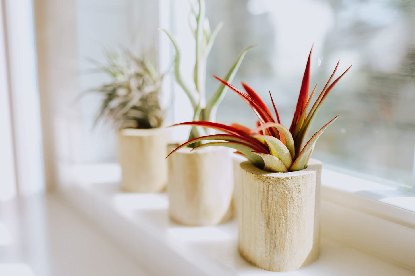 Air Plant Shop 10 Pack Mayan Collection of Tillandsia Air Plants - Wholesale and Bulk - Succulents - Live Tillandsia - Easy Care Indoor and Outdoor House Plants