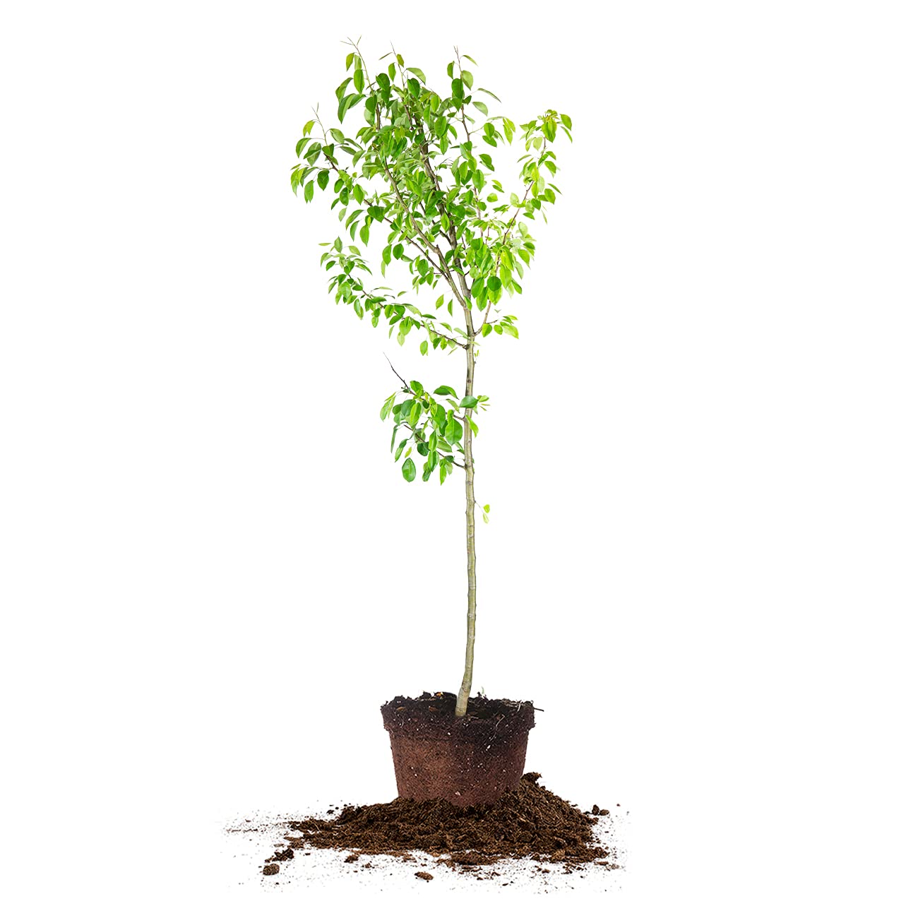 Perfect Plants Moonglow Pear Tree 4-5 ft. Tall Cross Pollinator Heavy Producer of Sweet Fruit, White Flowers