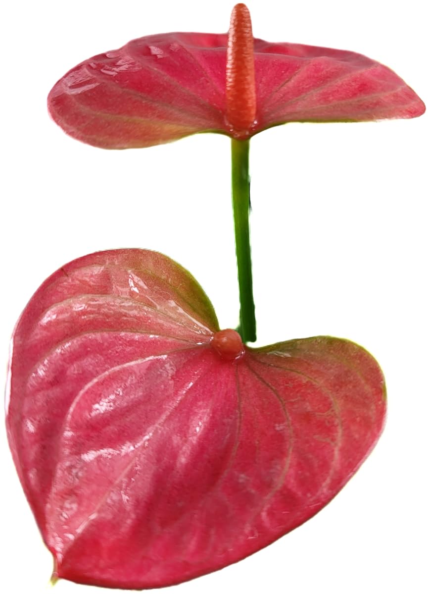 Anthurium Live Plant Pink Flowers - Anthurium Andraeanum Pink Flower - Anthurium Plants Live House Plants - Heart-Shaped Leaves - Available in 4" & 6" Pot - CA Seller (Small Plant, 4" Pot)