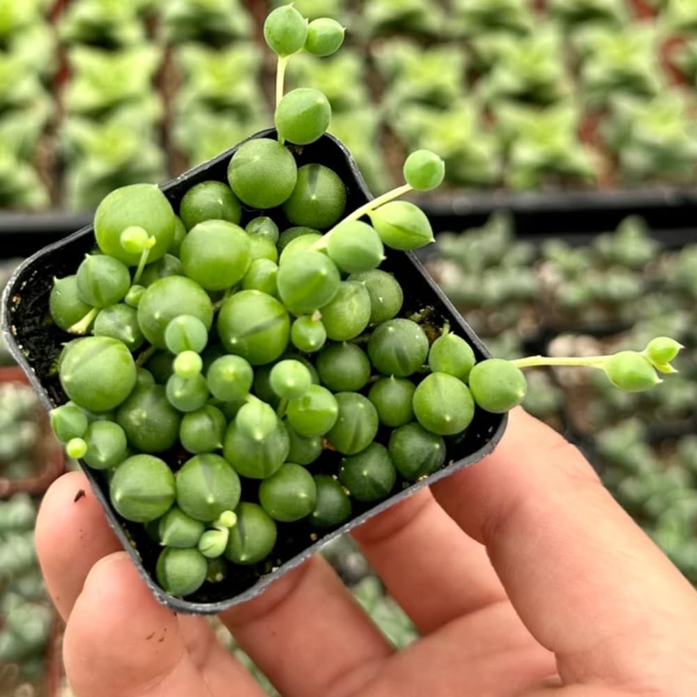 String of Pearls Plant Live in 2" Pot, Succulent Vine, Trailing Indoor Houseplant for Hanging Baskets (Green String of Pearls)