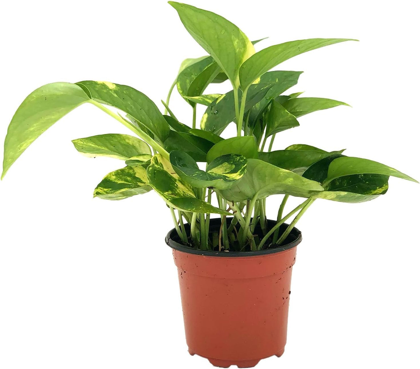 Live Snake Plant & Pothos Plant Bundle - Epipremnum aureus Golden Pothos and Snake Plant Sansevieria Superba Trifasciata - ragnaroc Tropical Plant 5-8” Tall - 2ct Live Arrival Guaranteed