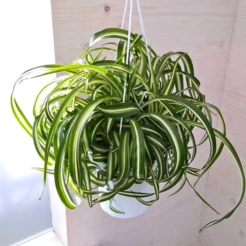 Curly Spider Plant, Spider Plant Live Houseplant, Well Rooted in 2 Inc Pot, 3-5 Inc Tall, Variegated Foliage, Easy Care Houseplant for Home and Office Decoration