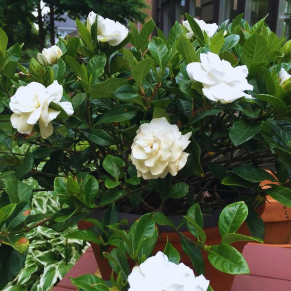 Gardenia Plant, Cape Jasmine Plants Live, Frost Proof Gardenia Live Plants, 5 to 7 Inc Tall, Easy to Plant Jasmine Shrub Plants