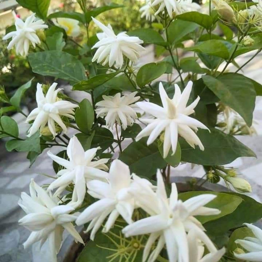 Live White Jasmine Plant 4–8 Inches Tall, Jasmine Sambac Plants, Fragrant Flower Vine Live Plant Indoor Outdoor Garden