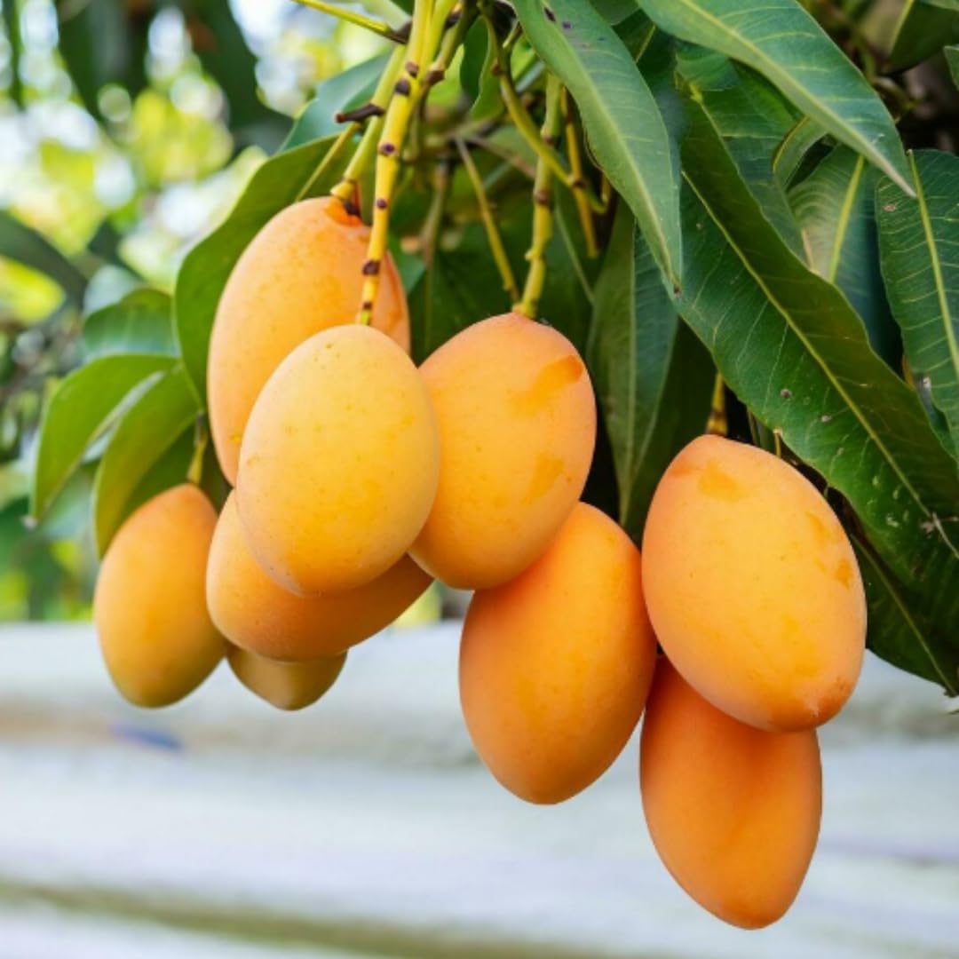 Mango Tree Live Plant, Yellow Sweet Mango Tree Plant, 7 to 10 Inc Mango Live Plant for Growing Outside, Mango Tree for Planting