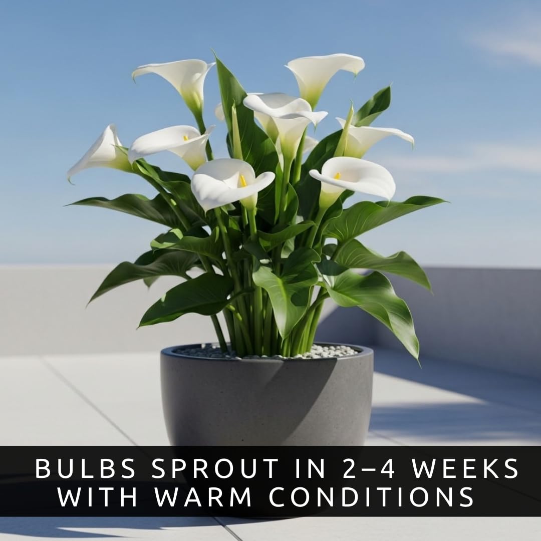 3 White Calla Lily Bulbs for Planting – Large, Healthy Bulbs for Beautiful Garden Flowers, Easy-to-Grow Perennials for Outdoor Beds, Containers, and Elegant Home Landscaping