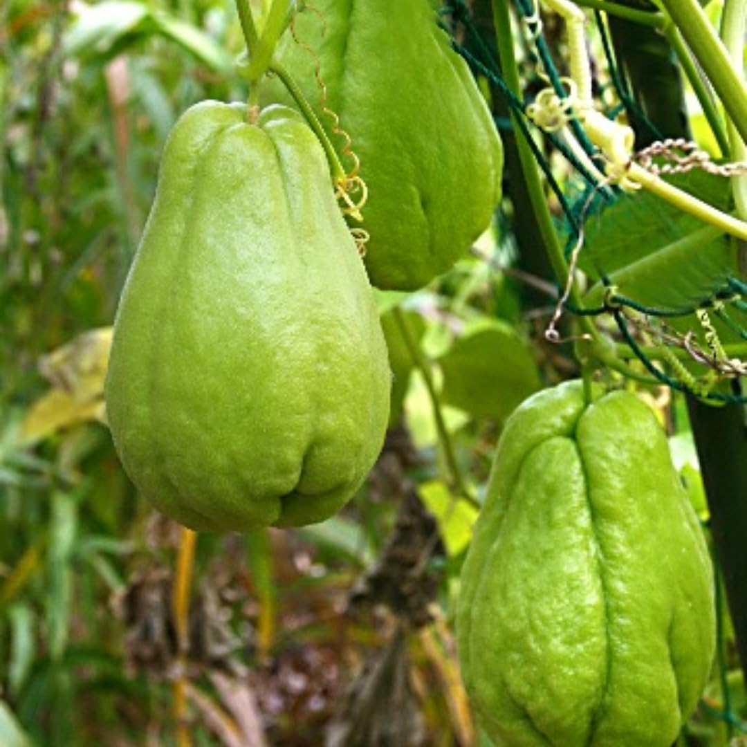 Chayote Live Plant, Chayote Squash Rooted, Chayote Vegetable Live Plant for Planting, Live Chayote Plant from 4 to 6 Inc Tall