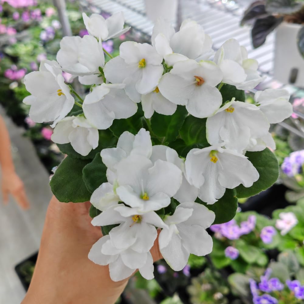 African Violet Live Plant in 4 Inch Pot, Flowering Houseplant, Easy Care Indoor Plant with Vibrant Blooms (White African Violet)
