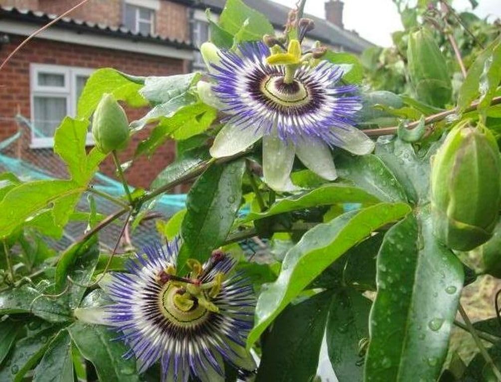 20+ Purple Passion Fruit Seeds (Edible Fruit) (Passiflora Incarnata) Cold Hardy Homegrown