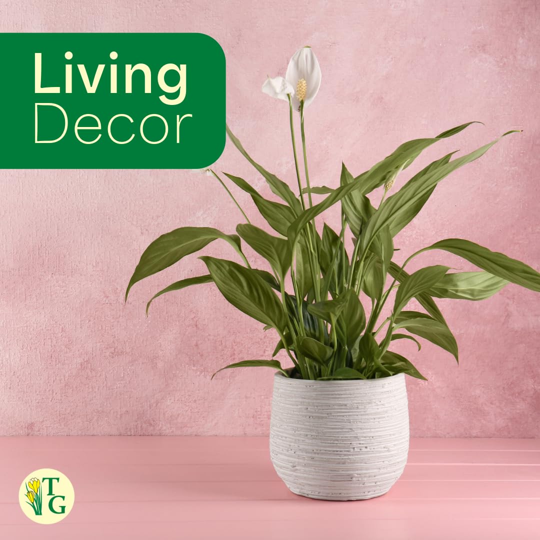 Thorsen's Greenhouse Live Peace Lily Plant, Spathyphylum, Low Light, Natural Air Purifier Live Indoor Plant, 4" Diameter Pot (Gold, 4-inch Pot)