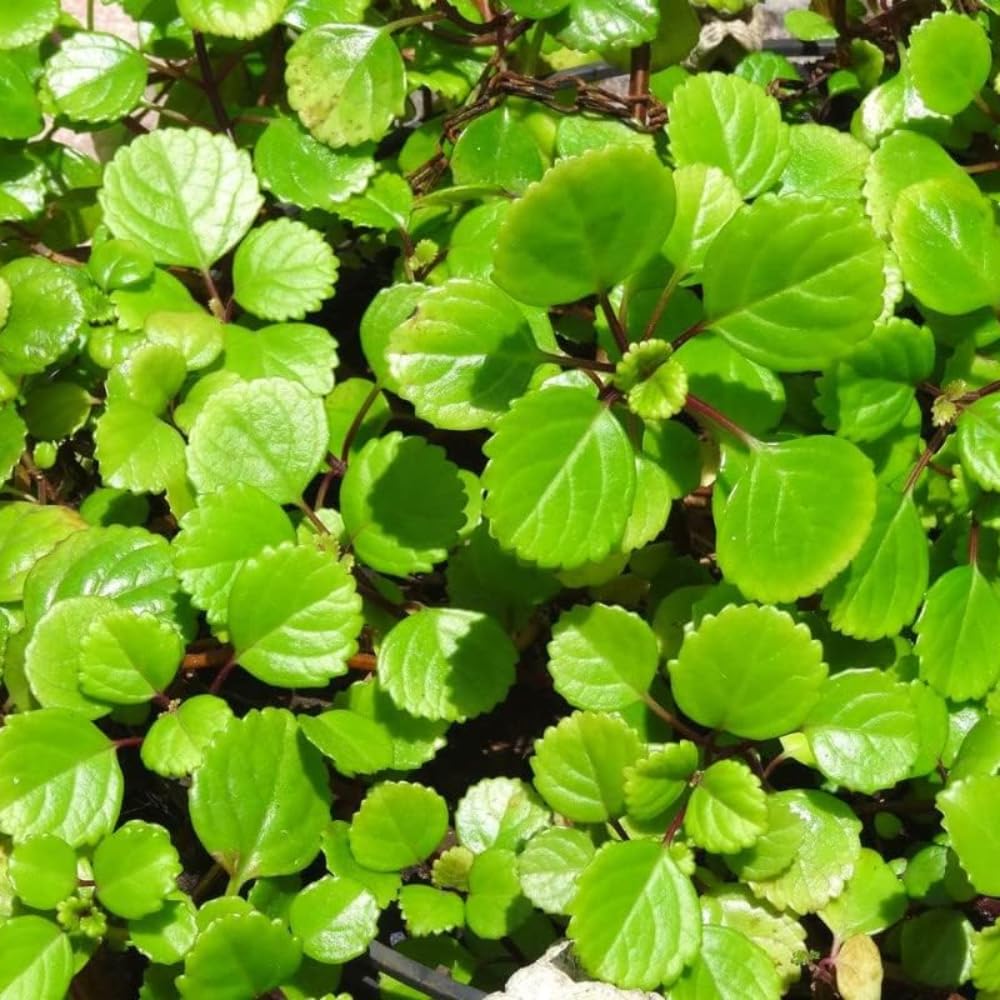 Pack 2 Swedish Ivy Plants Live Indoors in One Pot, Plectranthus Swedish Ivy House Plants, Live Swedish Ivy Vine, 4-6" Tall (Green Swedish Ivy)