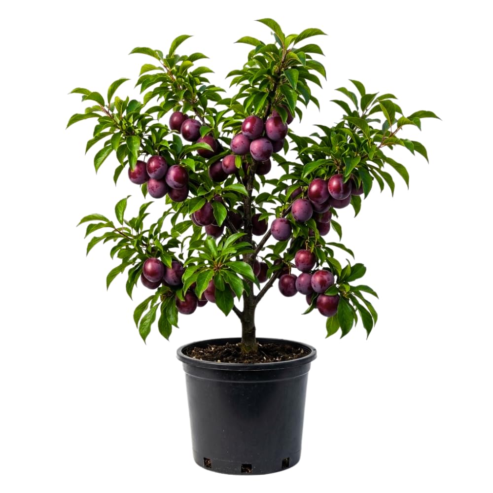 Red Purple Plum Tree Live Plant, Rosa Plum Plant Live in 3 Gallon Pot, 3 Feet Tall, Well Rooted, Tropical Fruit Tree for Outdoor Garden, No Ship to CA