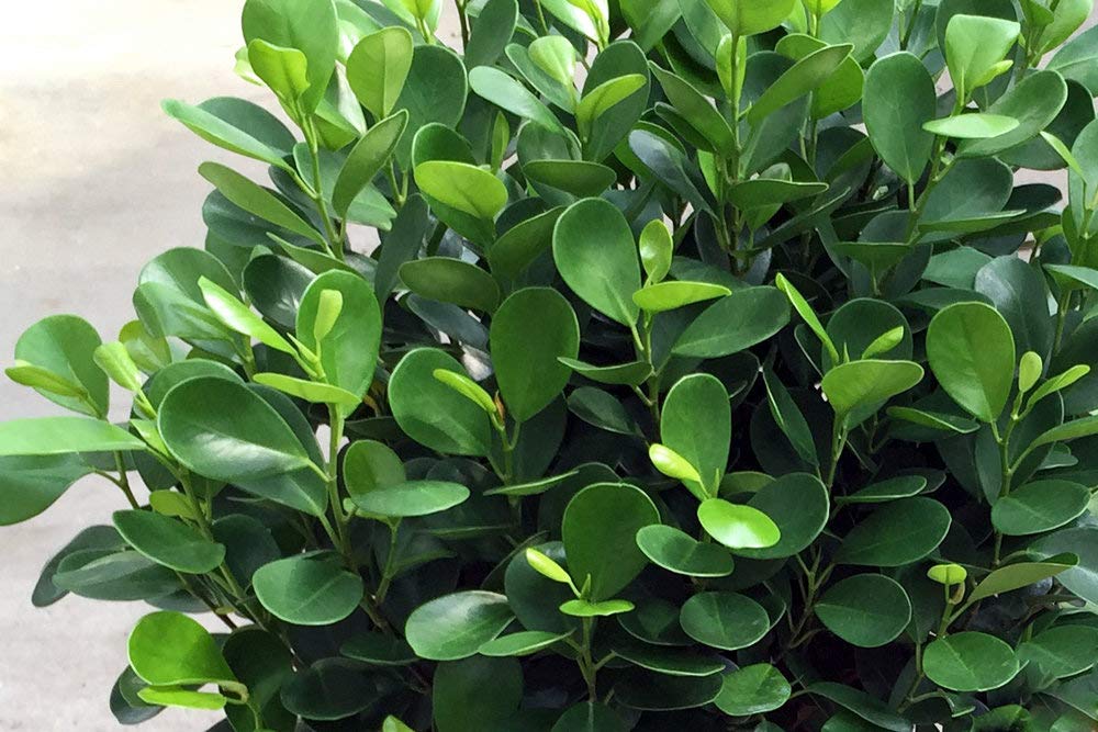 Daniella Ficus Weeping Fig Standard - Live Plant in a 10 Inch Growers Pot - Ficus Moclame - Large Ornamental Interior Tree