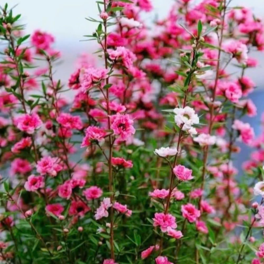 Manuka Tea Tree Plant, Pink Leptospermum Tree Live Plant, 4 to 7 Inc Long, Bush Plants for Growing
