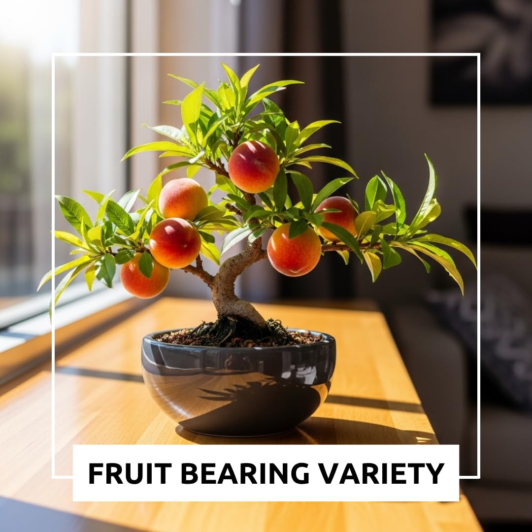 Bonsai Peach Tree Seeds – 5 Large Seeds for Miniature Fruit-Bearing Trees – Easy to Grow, Hardy, Produces Sweet Peaches - Great for Beginner Bonsai - Ideal for Home Garden