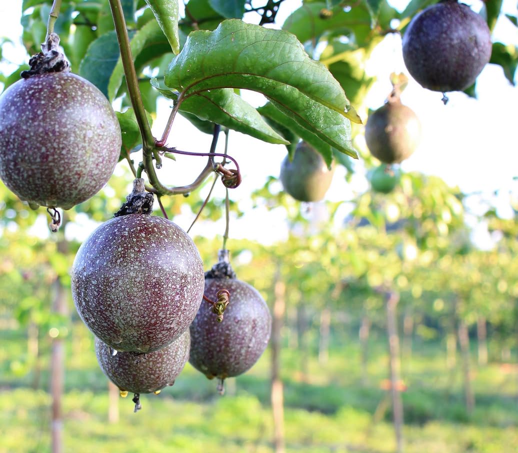 400 pcs Passion Fruit Seeds Tropical Climbing Vine Outdoor Indoor Home Garden Plant Seeds Heirloom