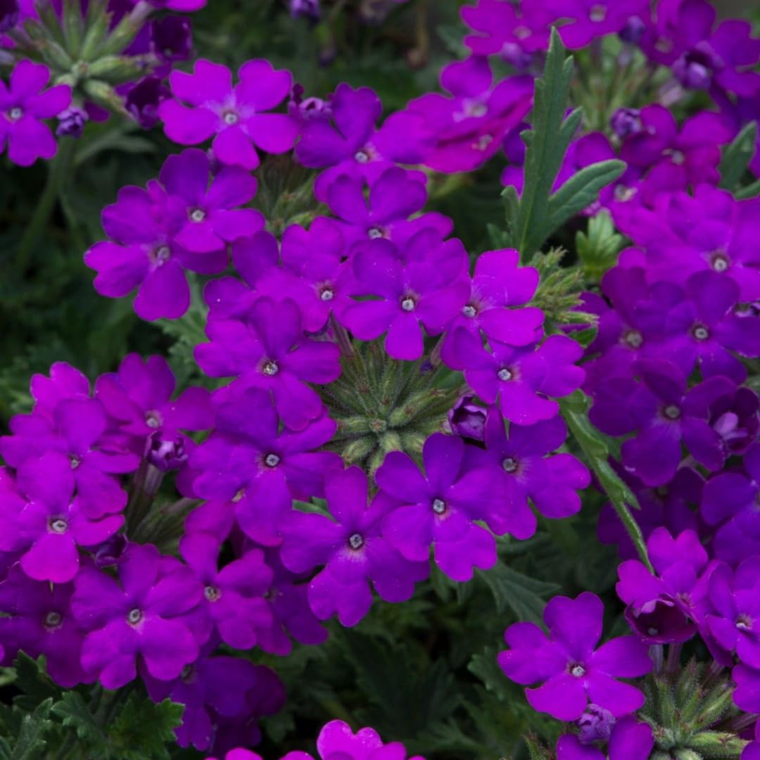 2 Purple Verbena Plants Live Perennial Groundcover Spring Blooms, 5-9” Tall, Hardy Violet Purple Flower Plants for Outdoor Planting