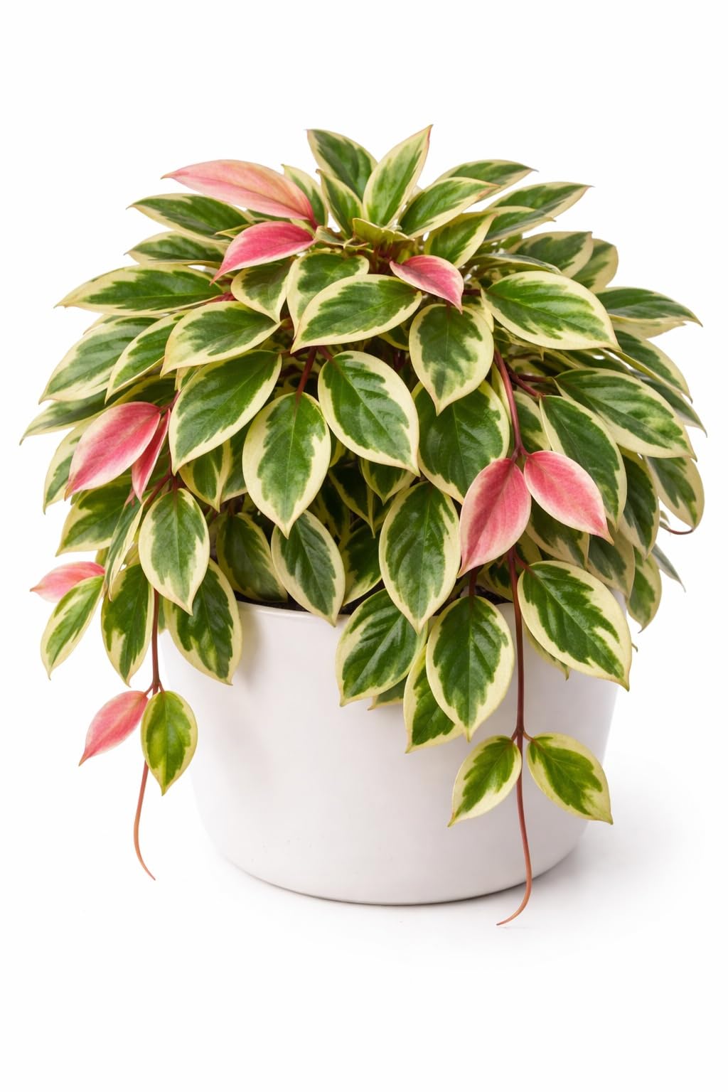 Hoya ‘Crimson Princess’ Live Plant – 2 Inch Starter Pot – Variegated Wax Plant with Pink New Growth – Easy Care Indoor Houseplant