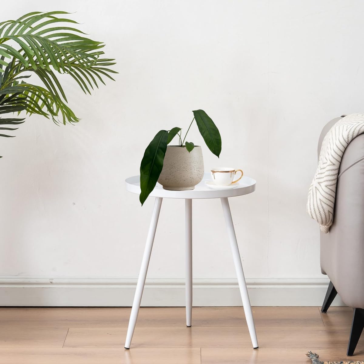 LEAL PLANTS ECUADOR Anthurium Pendulifolio| Exotic Green Indoor House Plant | Tropical Amazon Plant for Living Room Decor | Easy-Care, Live Plant for Home or Office