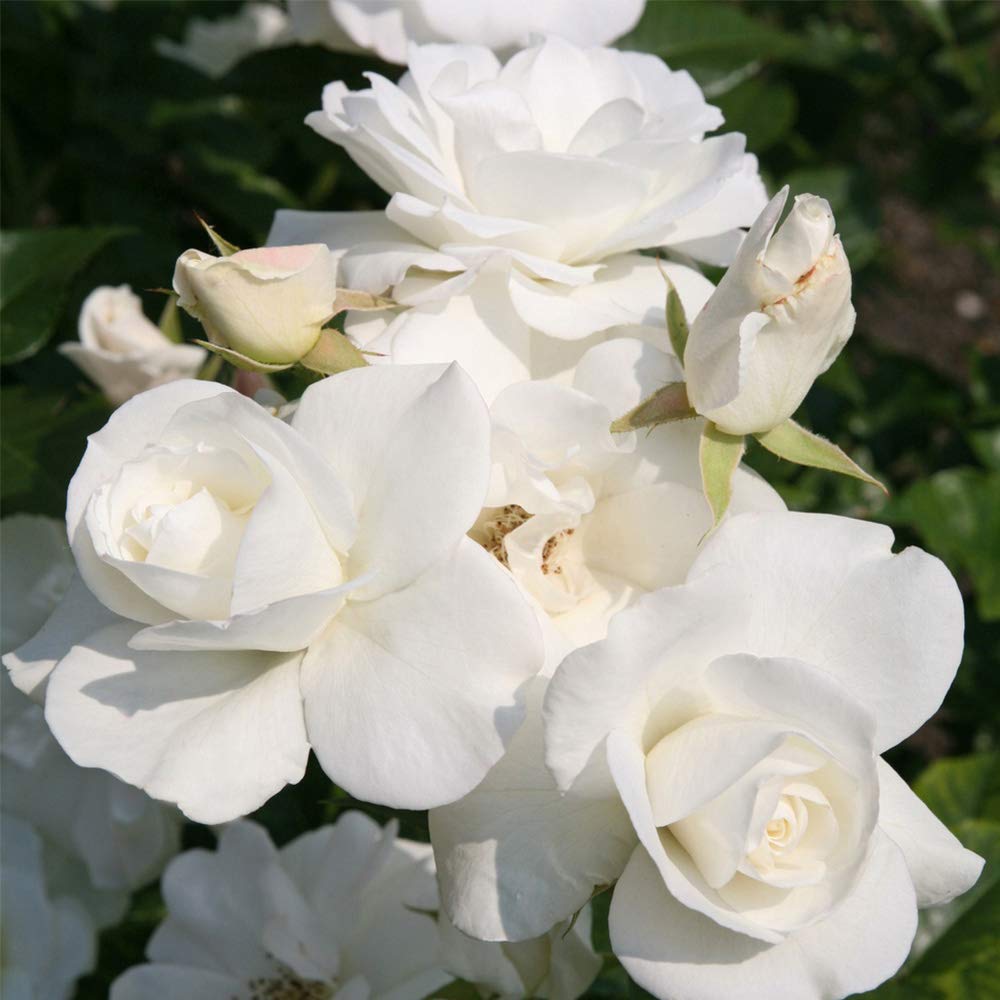 Heirloom Climbing Roses, Live Own Root Plant for Outdoor Garden, CL Iceberg, Moderately Fragrant, Hardiness Zones 5-10, Continual Blooming