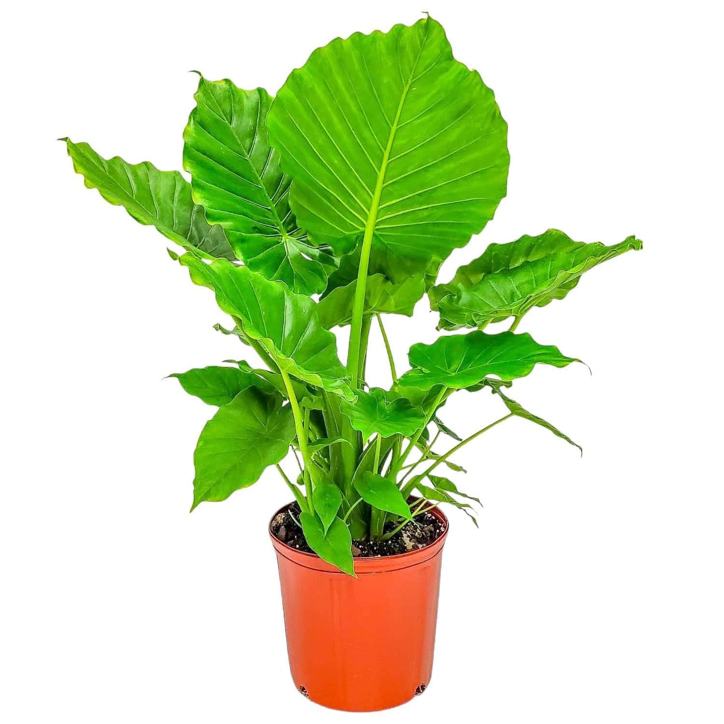 Tropical Plants of Florida Alocasia California Live Plant 3 Gallon 10 Inch Nursery Pot, 26 to 32 Inch Tall Elephant Ear Plant, Tropical Indoor Outdoor Foliage
