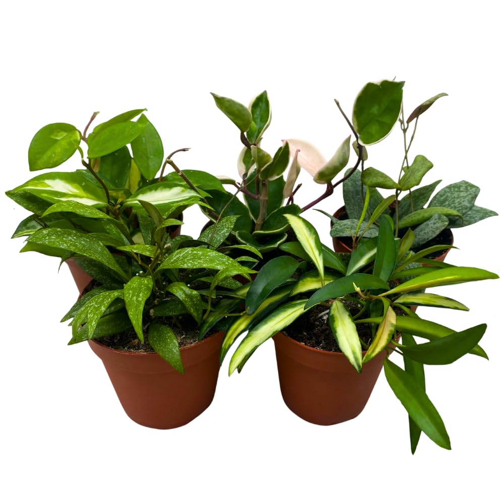 BubbleBlooms Premium Hoya Assortment Set 5 Different Premium Hoyas in 4 inch pots