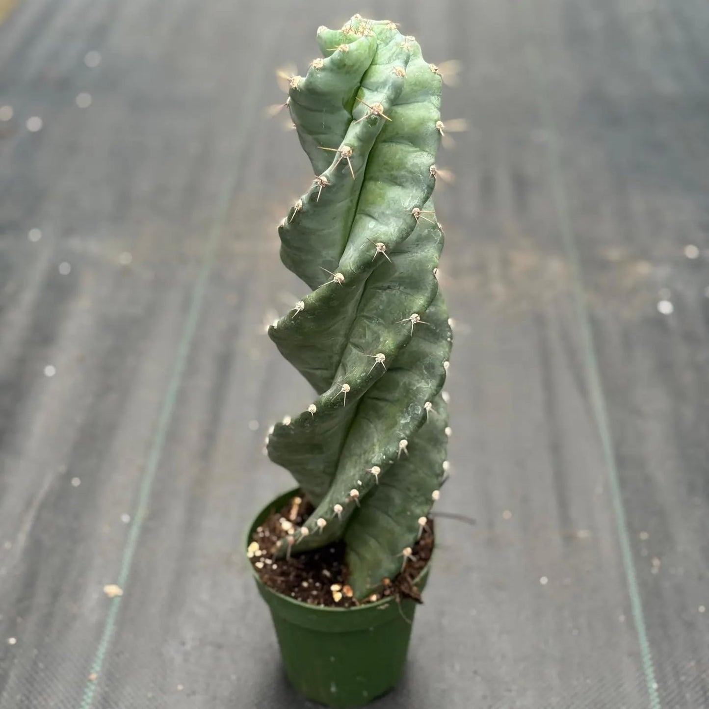 Spiral Cactus Live Plant | Spiralis Cacti Cuttings Houseplant | Indoor House Plants Home Decor | Succulent Houseplants Outdoor Gardens Gifts (Heat Pack Included)